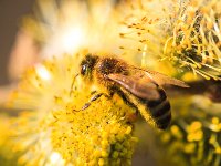 PE1D8229 : Biene, Blüte, Dachauer Moos, Frühling, Moos, Palmkätzchen, Weidebusch, _JAHRESZEIT, _LANDSCHAFTSFORMEN